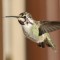 Costa’s Hummingbird a rare visitor for Alberta