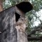 Eastern Screech-owl – new addition to our count site