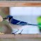 bluejay with his breakfast