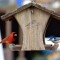 Colorful Cardinal and Nuthatch
