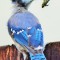 Impatient Blue Jay