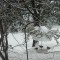Goldfinches on a Snowy Day