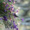 Grateful Hummingbird