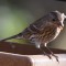House Finches with eye disease