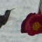 Hummingbird on Lake Superior