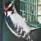 Downy Woodpecker – male