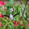 Hummingbird in my Fuschia plant
