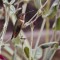Camouflage, perches and nectar… what more could a Rufous hummingbird ask for?