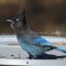 Steller’s Jay with a mouth full.