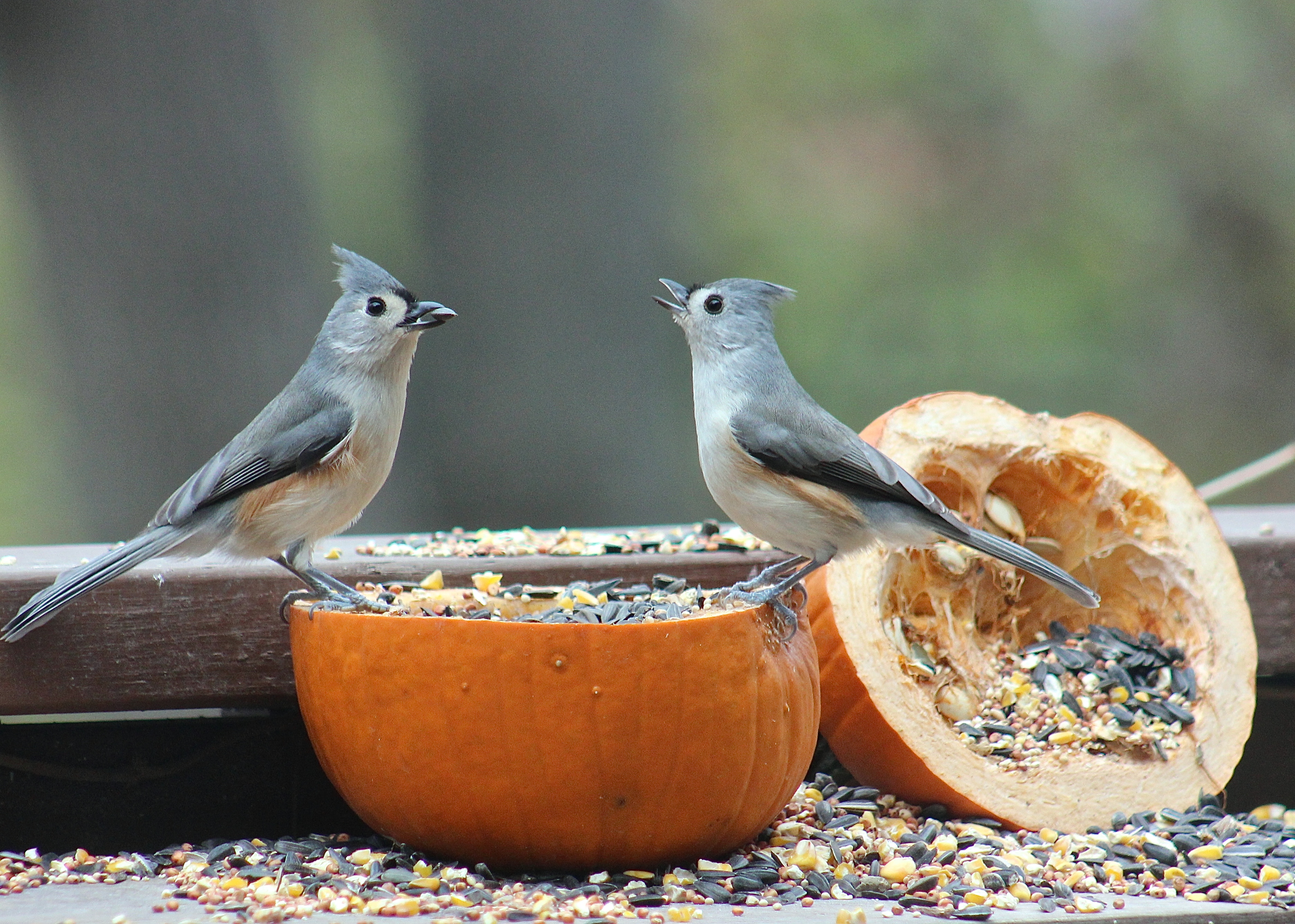 Will Birds Eat Pumpkin Seeds 