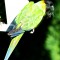 Big Parakeet on little feeder