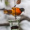 Male Baltimore Oriole at jelly feeder