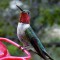 Beautiful Male Broad-tailed Hummingbird