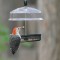 Red-bellied woodpecker with suet nuggets