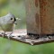 Tufted Titmouse at Feeder