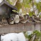 Partially Leucistic House Sparrow