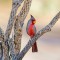 Pyrrhuloxia waiting for its turn