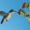 Ruby-throated Hummingbird feeds on lantana bloom
