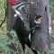 Pileated at feeded