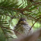 Chipping Sparrow Chick And Cardinal