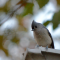 Tufted Titmouse on the Roof