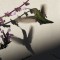 the hummingbird and the shadow