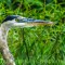 Great Blue Heron Along the Shenandoah