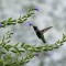 Flower Child Hummingbird