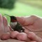 A Hummingbird in Hand