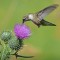 Hummingbird on thistle