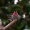 Hummingbird yoga