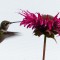 Hummingbird at the bee balm