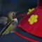 Beautiful humming bird