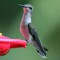 Elegant Female Ruby Throated Hummingbird