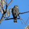 Sharp-shinned Hawk making an appearance in my feederwatch location!