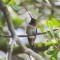 Anna,s Hummingbird