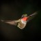 male Ruby throated Hummingbird