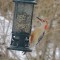 Red Bellied Woodpecker at feeder.