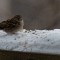 Sparrow Feeding in Snow