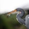 Tricolored heron dines on dragonfly