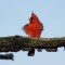 Cardinal in the Wind
