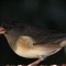 junco in the afternoon
