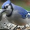 Blue Jay in the Feeder