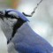 The Singing Blue Jay