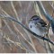 American Tree Sparrow in willow