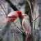 Cardinal Courtship