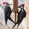 Mr. and Mrs. Pileated