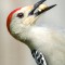 Red-bellied Woodpecker scores a peanut