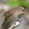 Small but Mighty House Wren