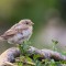 English (House) Sparrow Juvenile